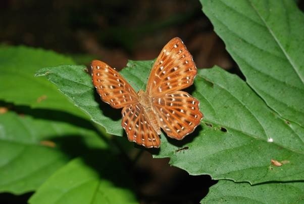 BUTTERFLIES AND MOTHS (LEPIDOPTERA) OF INDIA