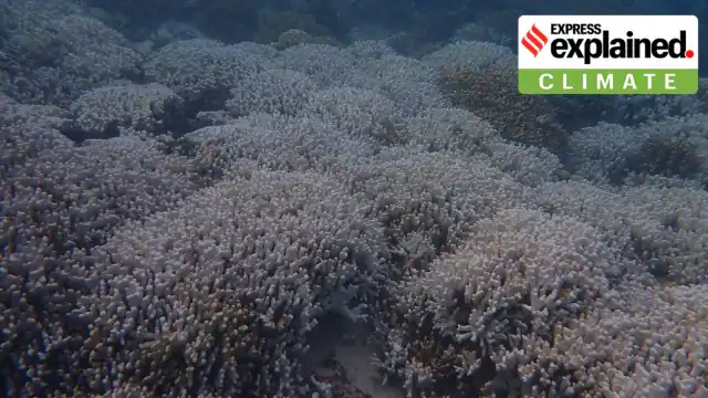 Coral bleaching of Lakshadweep reefs