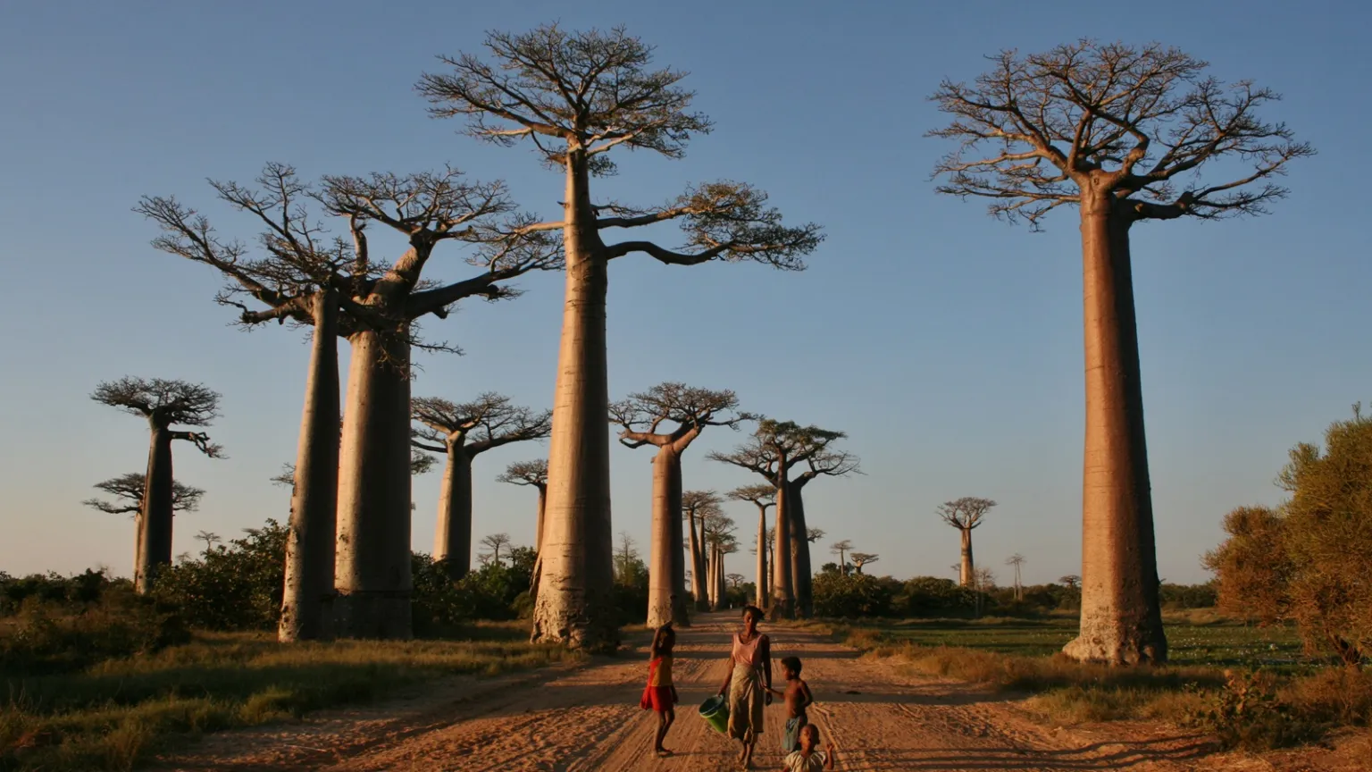 Madagascar’s baobab trees 