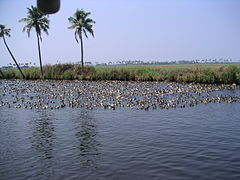 Microplastics in Ashtamudi lake