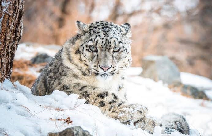 Snow leopard in Kishtwar NP