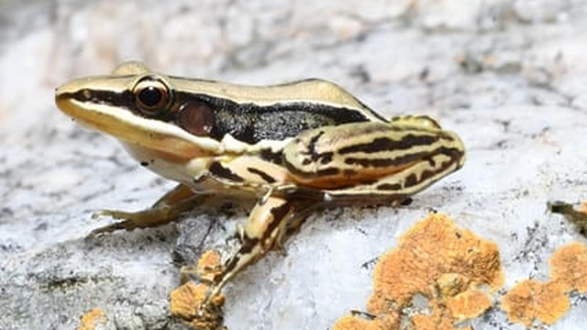 Sri Lankan golden-backed frog 