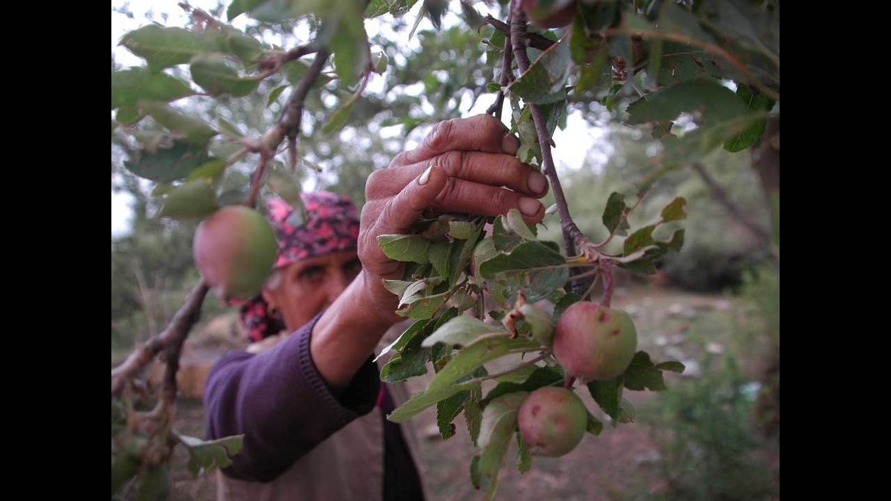 Transformation of Apple Cultivation in Spiti