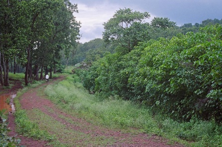 COMMUNITY FOREST RESOURCES (CFR)