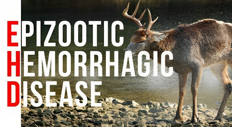 EPIZOOTIC HAEMORRHAGIC DISEASE