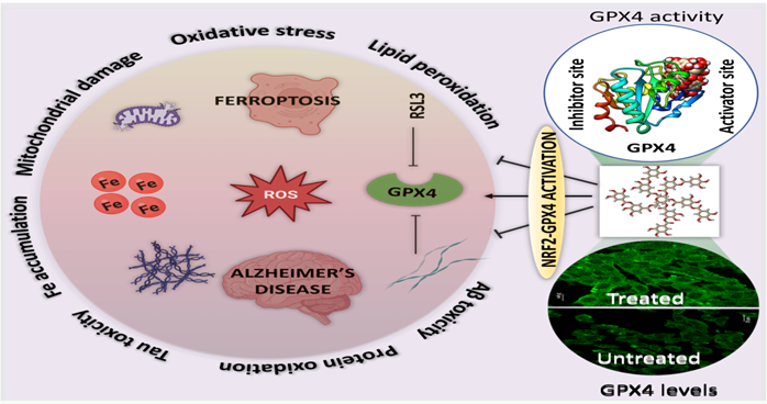 ROLE OF NATURAL POLYPHENOL IN THE TREATMENT OF ALZHEIMER'S DISEASE