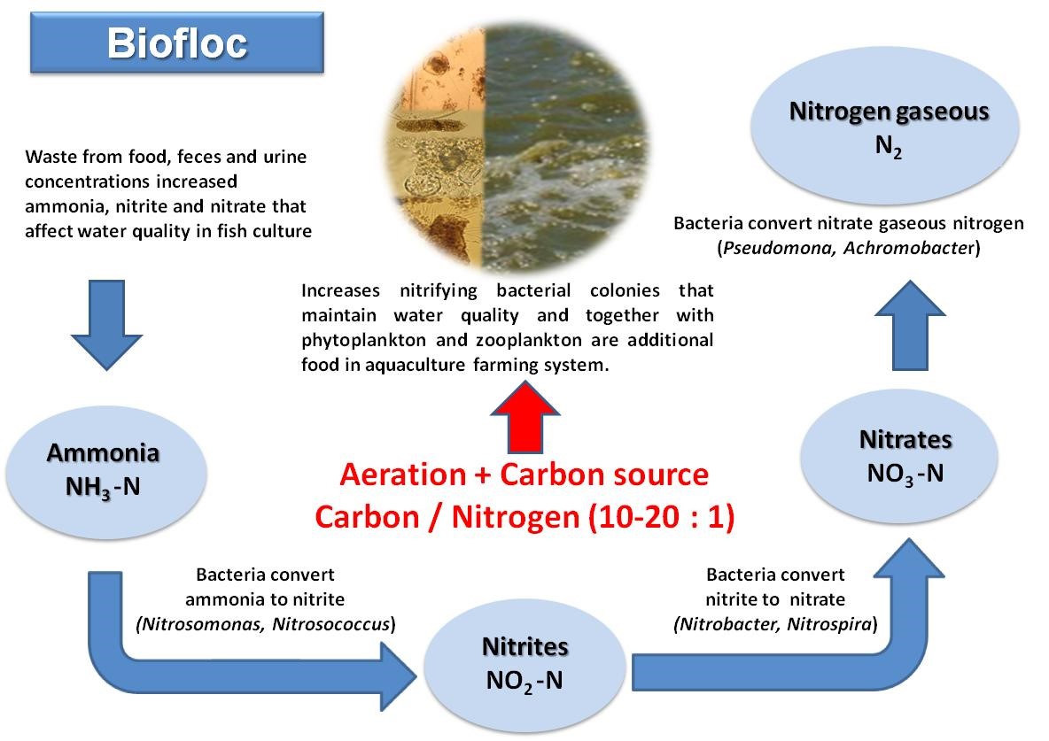 What Is Biofloc Aquaculture System - Design Talk