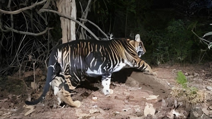 BLACK TIGER Species: UPSC Exam Insights and Analysis