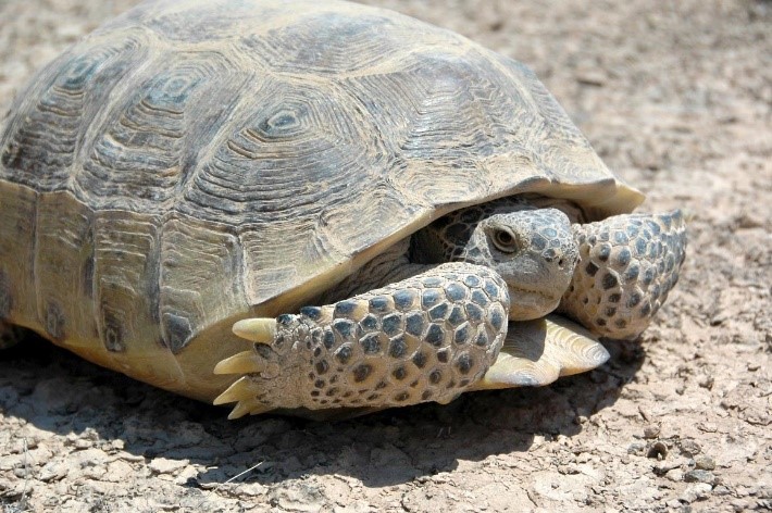 BOLSON TORTOISE