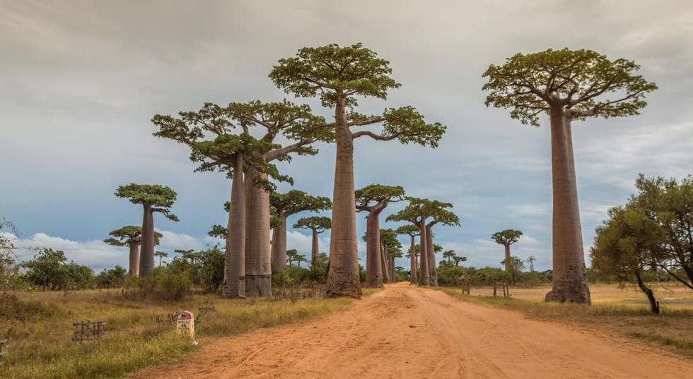 Baobab trees | Global Society for the Preservation of Baobabs and ...