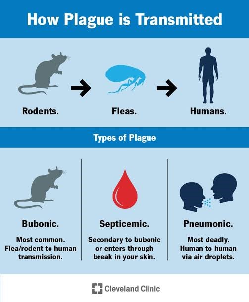 Bubonic Plague 2024 Symptoms - Terza Georgine