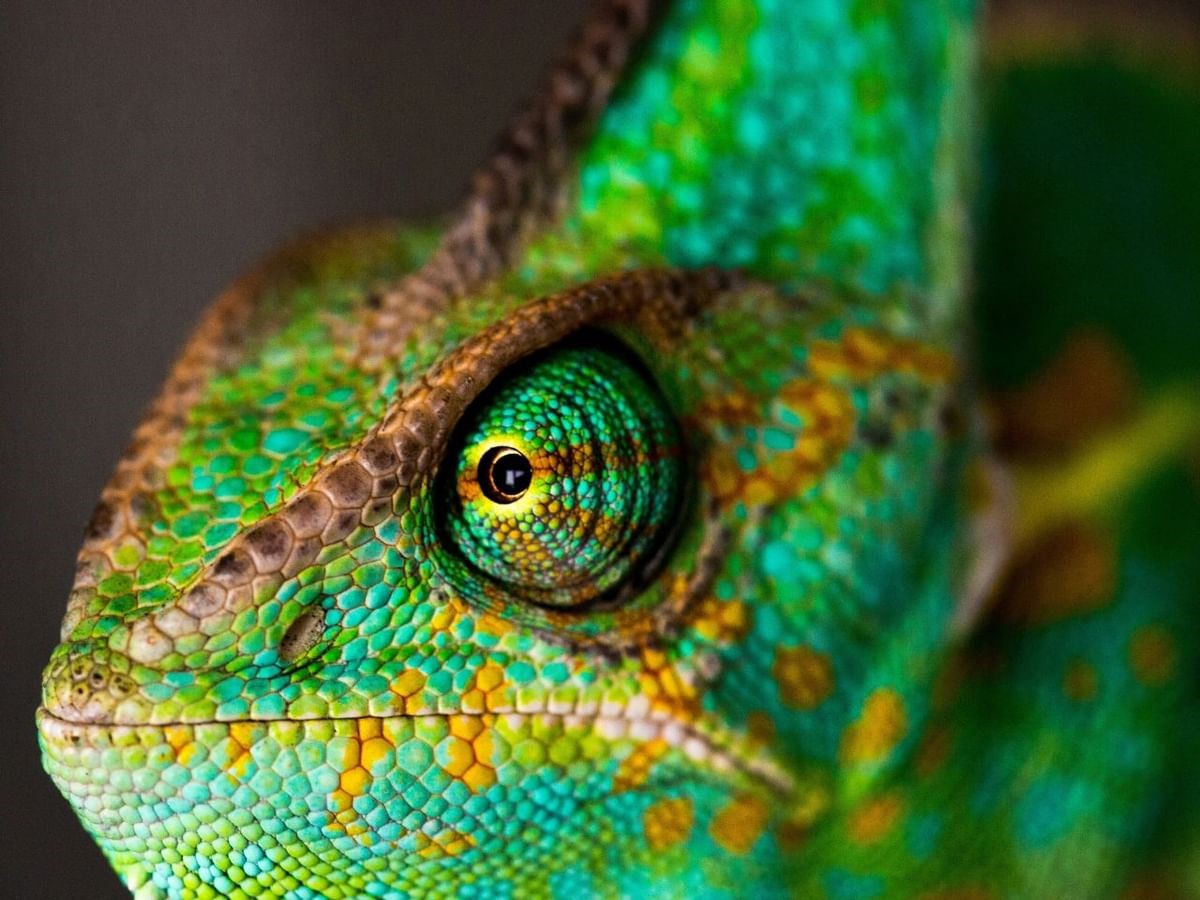 Chameleon Trojan malware UPSC