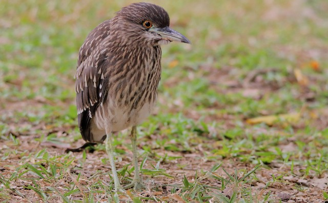 Juvenile Night Heron 'Chongkhu' Incident in Imphal UPSC