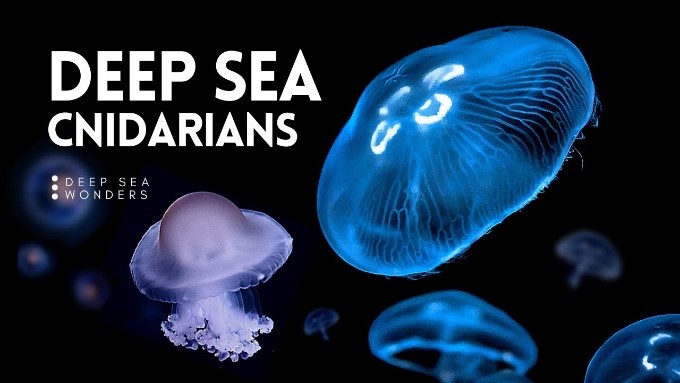 Cnidarians