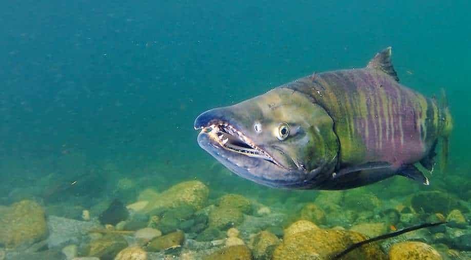 Chum salmon