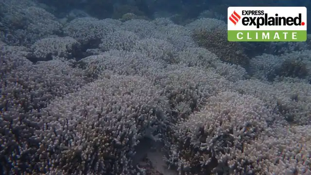 Coral bleaching of Lakshadweep reefs | Coral reefs | UPSC Exam