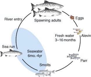 Diadromous fish | UPSC CSE