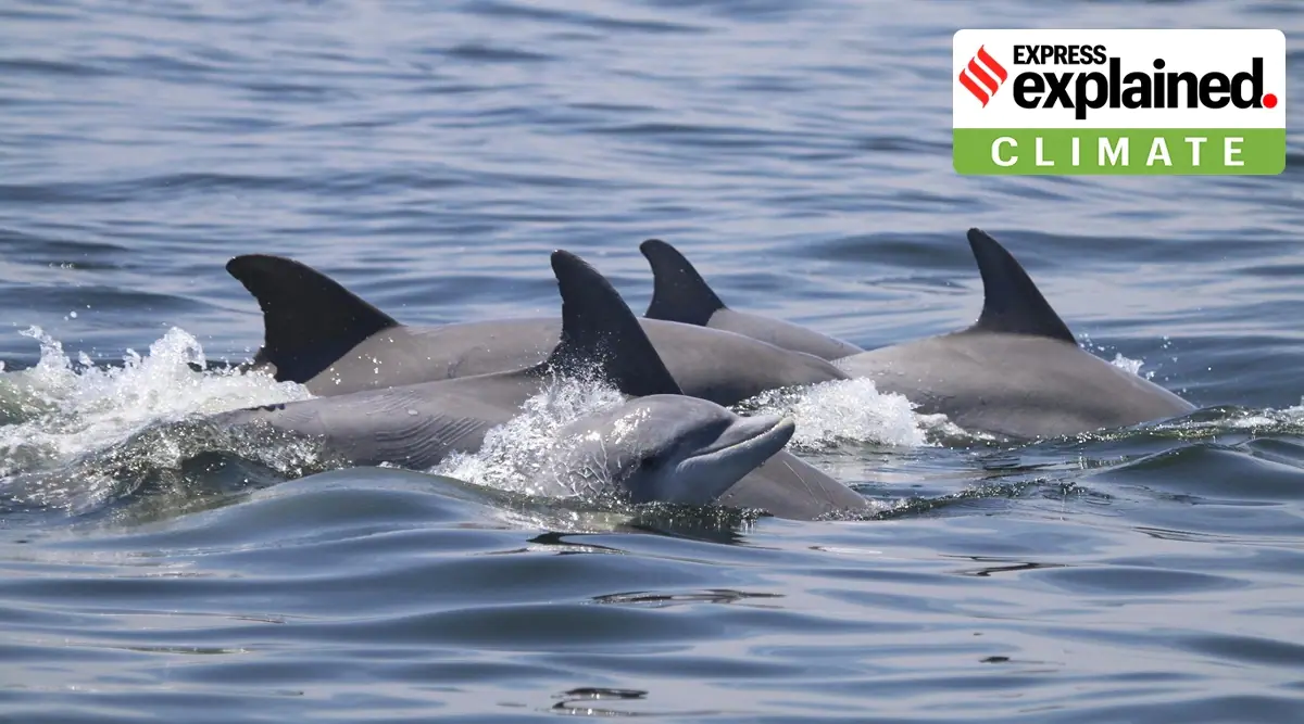 Effect Of Noise Pollution On Dolphins | UPSC Current Affairs | IAS GYAN