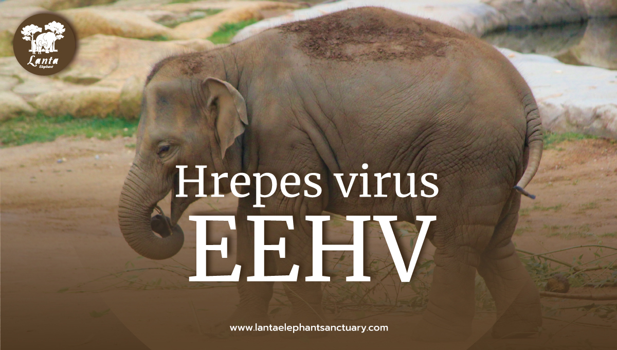 EEHV causing haemorrhagic disease in elephants UPSC