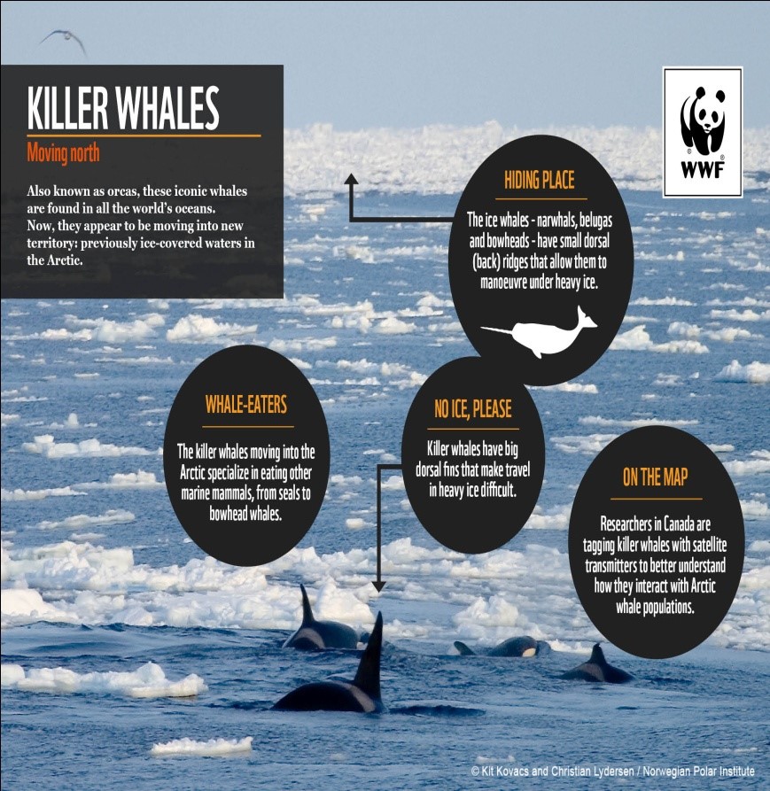 Killer whale