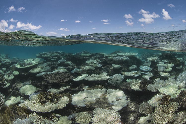 Fourth global mass coral bleaching event | Causes of Coral bleaching ...