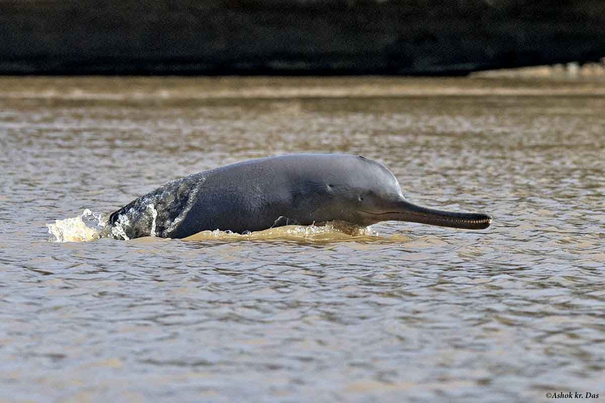 Blind dolphins in Ganga waterway