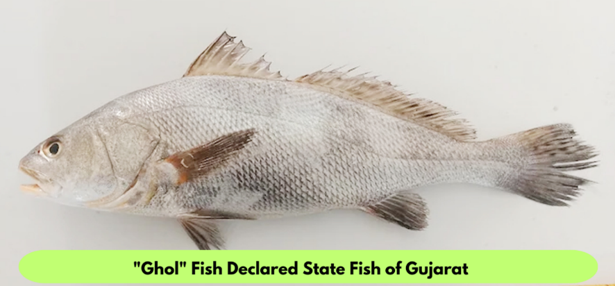 Ghoal Fish, Black-spotted croaker