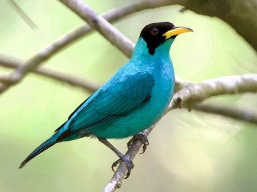 GREEN HONEYCREEPER