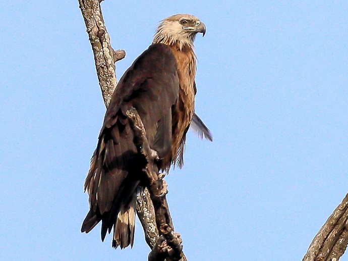 Pallas's Sea Eagle: Majestic Raptor of Southeast Asia