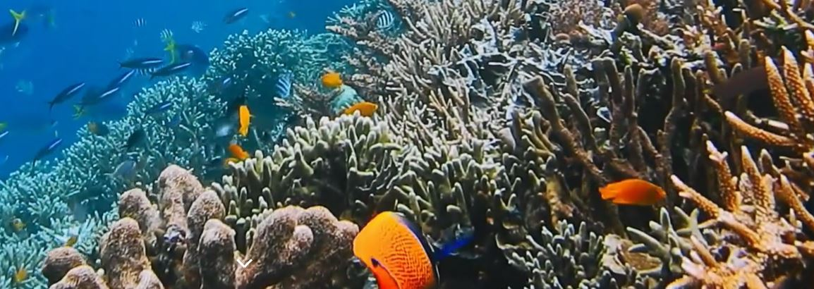 ICRI To Raise $12 Billion To Protect And Restore Coral Reefs UPSC