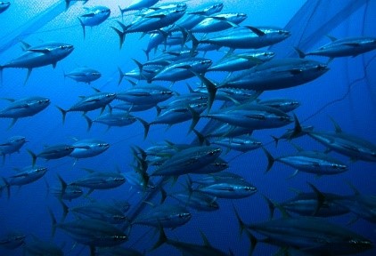 Indian Ocean Tuna Commission