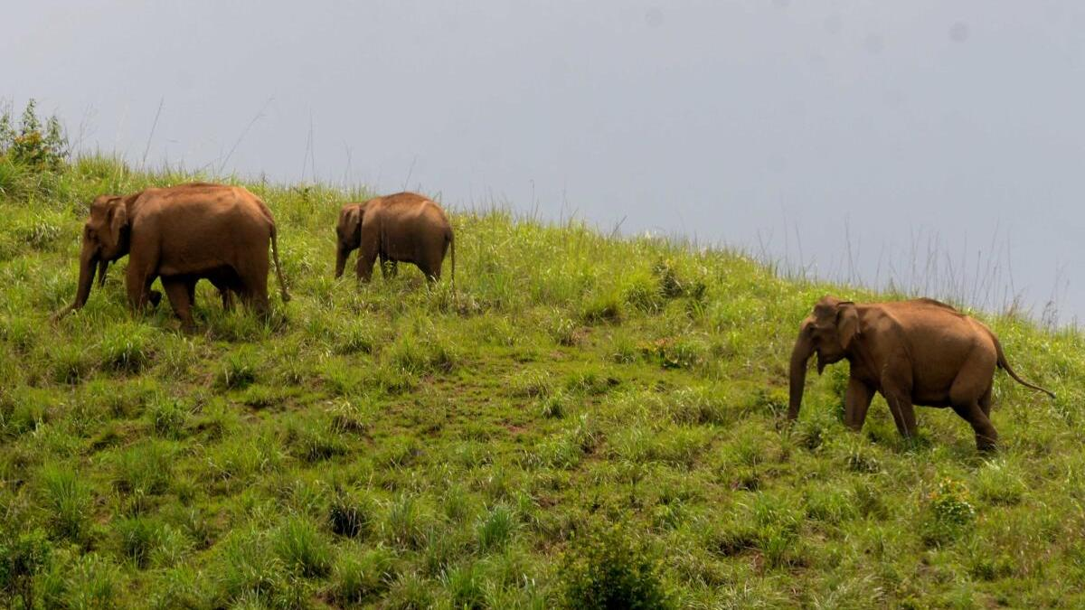 Kadar tribesman death highlights human-elephant conflict. UPSC