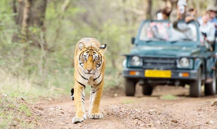 Kalagarh Tiger Reserve: A Wildlife Sanctuary in Uttarakhand.