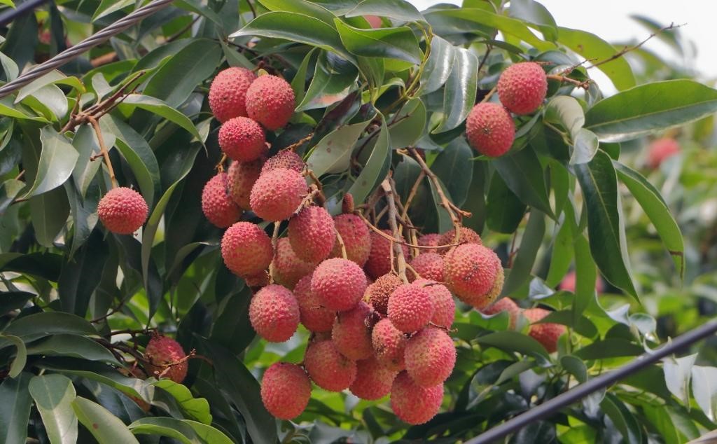 Litchi Cultivation In India, Current Affairs, Upsc Exam