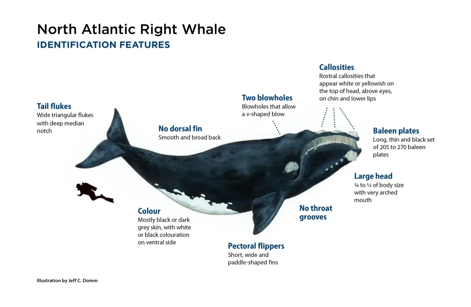 NORTH ATLANTIC RIGHT WHALE