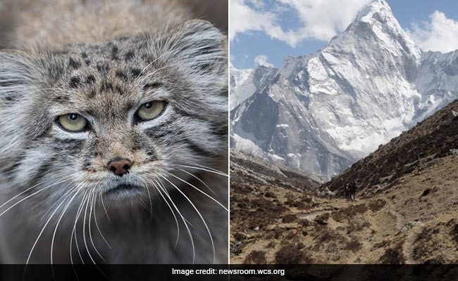 Caturday felid: Pallas cat – Why Evolution Is True