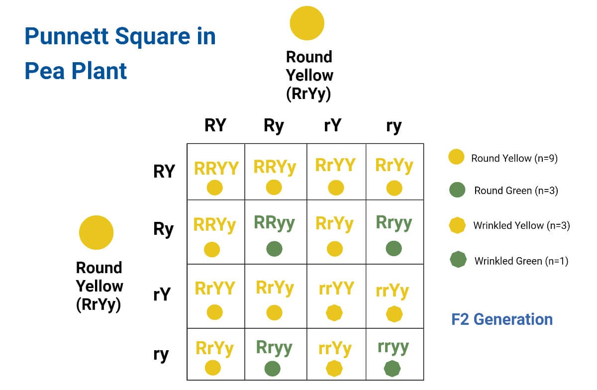 punnett-squares-tools-to-predict-possible-genotypes-of-offspring-upsc