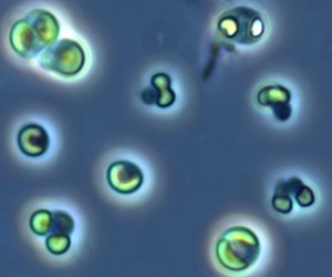 Picocystis Salinarum