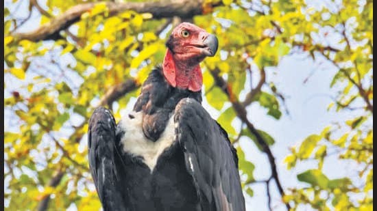 RED-HEADED VULTURE