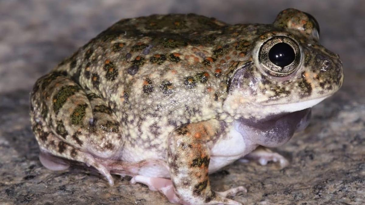 New Frog Species Found in Bengaluru UPSC