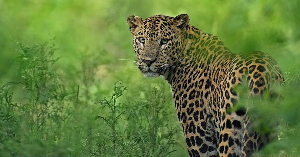 India's Leopard Population Status Revealed UPSC