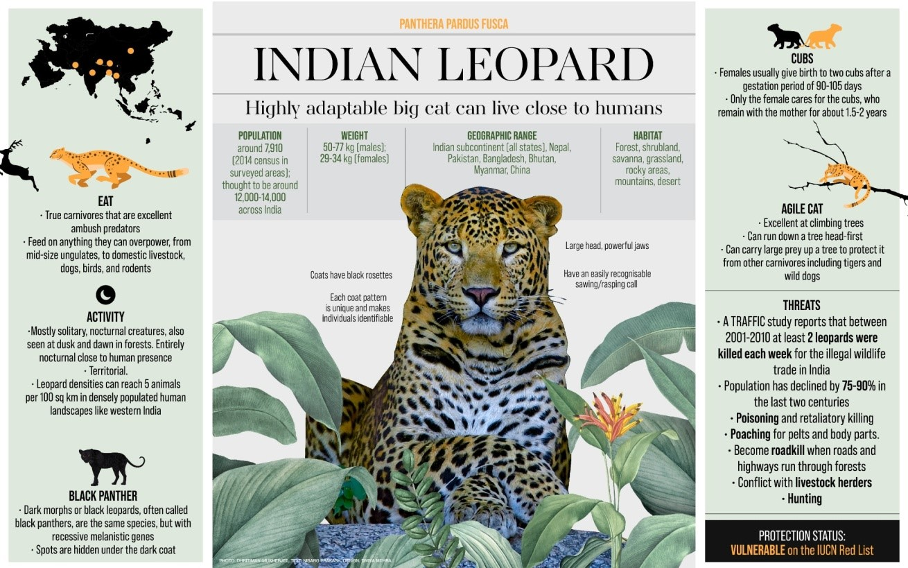 India's Leopard Population Status Revealed UPSC