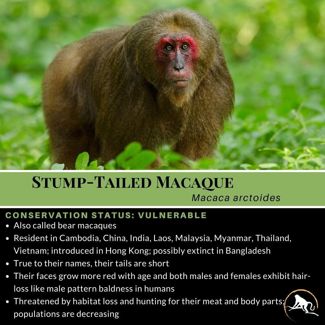 Stump Tailed Macaque: Distribution, Features, Conservation