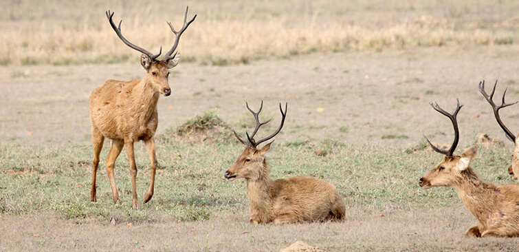 Swamp Deer Population Increase At Manas National Park UPSC