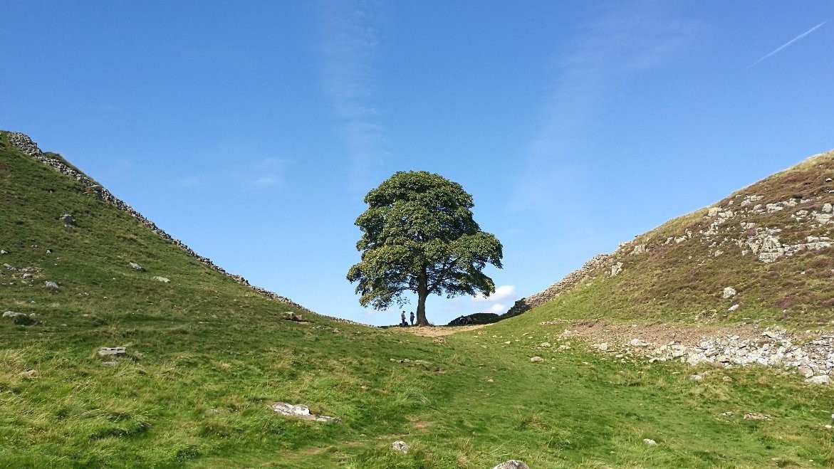 UK’s beloved Sycamore Gap cut down UPSC.