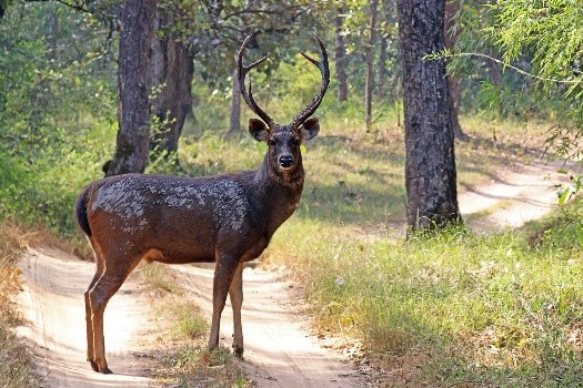 sambar-deer-upsc