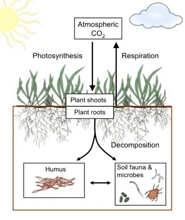 Soil Acidification Status In India 