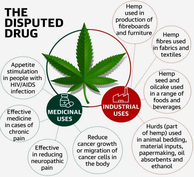 Cannabis Compound Fights Antibiotic Resistant UPSC   THCBD 1 