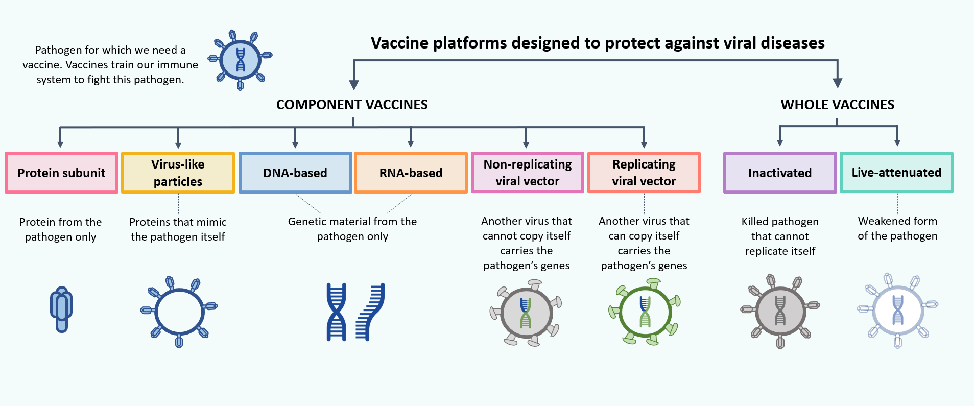 Type info 1 type info. Types of vaccines. Classification of vaccines. Types of vaccines Covid. How Covid vaccine works.