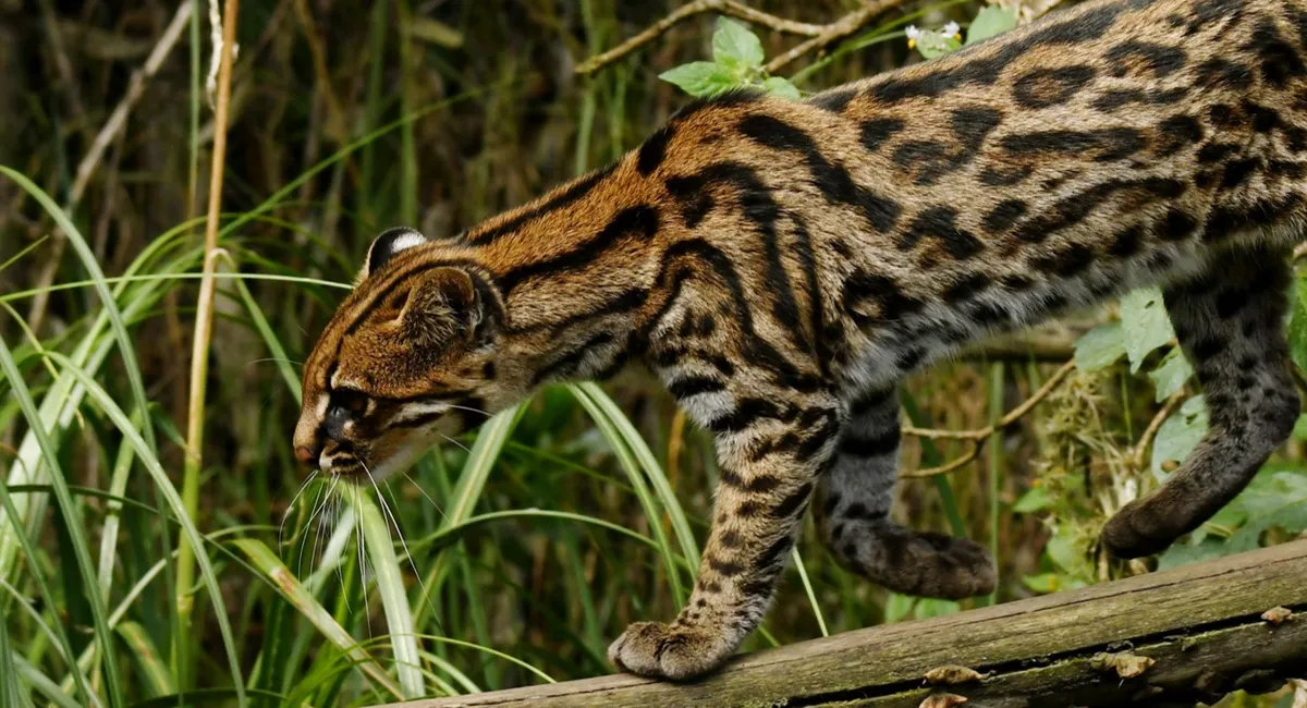 clouded tiger cat | Leopardus pardinoide | IAS exam